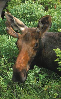 Moose and other wildlife are often abundant sites during trips throughout the White Mountains